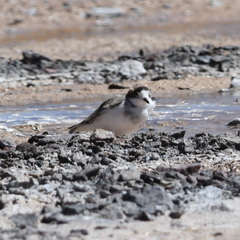 Charadrius alticola