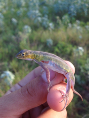 Holbrookia propinqua