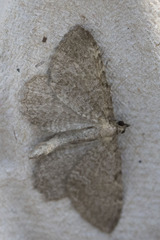 Philereme vetulata