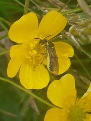 Tenthredo arcuata