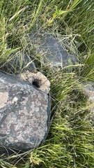 Thomomys talpoides
