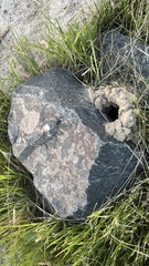 Thomomys talpoides