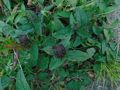 Prunella vulgaris