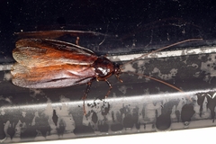 Periplaneta japonica