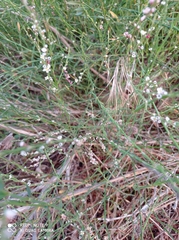 Polygonum equisetiforme