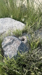 Thomomys talpoides