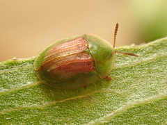 Cassida sanguinolenta