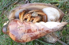 Clibanarius infraspinatus