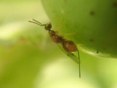Megastigmus aculeatus