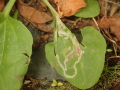 Phytomyza griffithsi