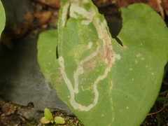 Phytomyza griffithsi