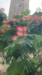 Albizia julibrissin