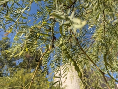 Prosopis