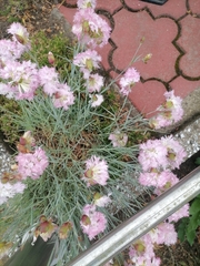 Dianthus plumarius