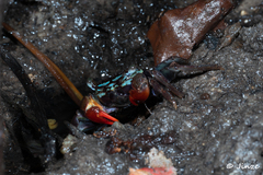 Parasesarma eumolpe