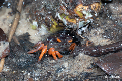Austruca annulipes