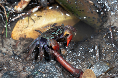 Parasesarma eumolpe