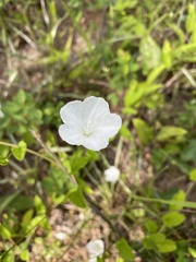 Stylisma humistrata