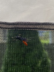 Protichneumon grandis