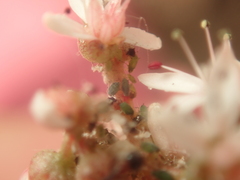 Nasonovia dasyphylli