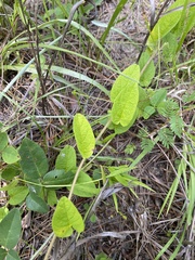 Stylisma humistrata