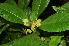 Chrysothemis friedrichsthaliana