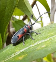 Tetraopes batesi