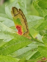 Stigmella oxyacanthella