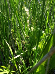 Sparganium eurycarpum