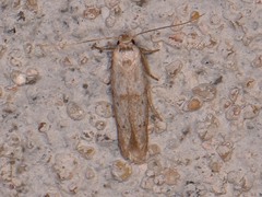 Blastobasis taurusella