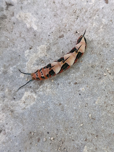 Ruddy Daggerwing