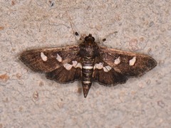 Desmia subdivisalis
