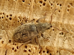 Phyllobius brevis