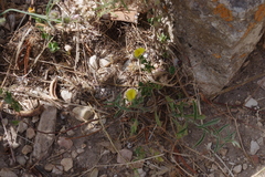 Lotus angustissimus