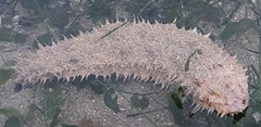 Holothuria albiventer