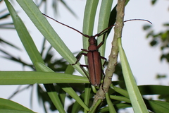 Aegolipton marginale