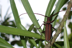 Aegolipton marginale