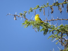 Crithagra sulphurata