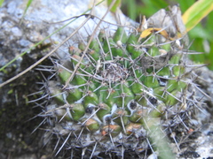 Mammillaria linaresensis