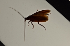 Periplaneta japonica