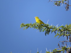 Crithagra sulphurata