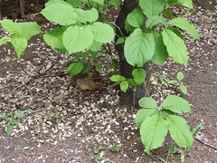 Sciurus vulgaris exalbidus