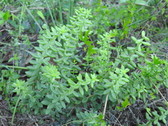 Sedum calcicola