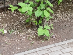 Sciurus vulgaris exalbidus