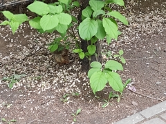 Sciurus vulgaris exalbidus