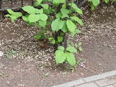 Sciurus vulgaris exalbidus