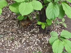 Sciurus vulgaris exalbidus