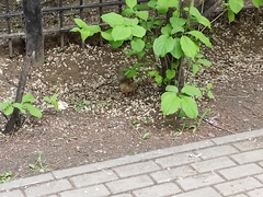 Sciurus vulgaris exalbidus