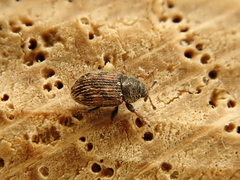 Mecinus labilis