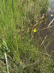 Juncus balticus littoralis